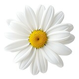 Fototapeta Kwiaty - White daisy flower isolated on white background