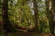 A coastal & forest scene at Vancouver Island's East Sooke Park where the Pacific Ocean meets Canada's rain forest 