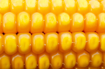 Wall Mural - Dry cob of corn close-up, texture, background. Corn on the cob close-up. Rows of corn kernels on a dry cob, texture, background.