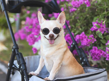 Happy Brown Short Hair Chihuahua Dog Wearing Sunglasses, Standing In Pet Stroller In The Park With Purple Flowers Background. Smiling And Looking At Camera