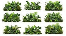 Collection Of Lush Greenery Of Tropical Plants, Including Monstera, Palms, Rubber Plants, Pines, And Bird's Nest Ferns, Arranged To Create An Indoor Garden Backdrop. PNG, Cutout, Or Clipping Path.