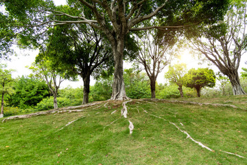 Wall Mural - Tree roots grow to the ground