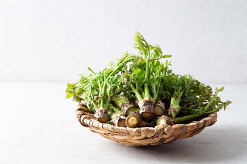 Wall Mural - edible shoots of a fatsia