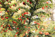 Close-up Of Berry Yew Branches