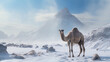 camel in snow