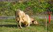 bull in the grass