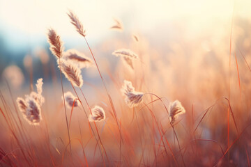 Abstract landscape of dry colorful wildflower on the meadow Tranquil autumn fall nature field background.