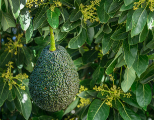 Wall Mural - Ripe avocado fruits on the branches of an avocado tree.