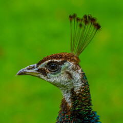 portrait of a peacock