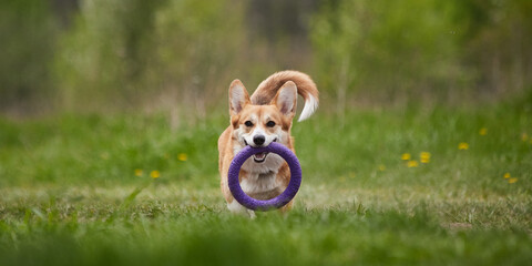 Wall Mural - Adorable Happy Welsh Corgi Pembroke dog playing with puller in the spring park