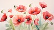 red poppy flower in watercolors