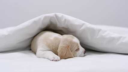 Poster - Cozy Beagle puppy sleeps under warm blanket on a bed at home