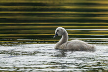 A Black Swan Chick Swimming In A Green Lake