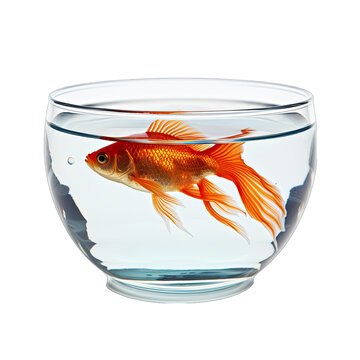 Goldfish in a Bowl Isolated on Transparent or White Background, PNG