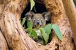 koala bear sitting among eucalyptus leaves