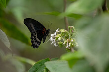 Blue Mormon Butterfly Feeding On White Flowers In The Wild