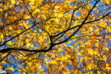 Wall Mural - Beech (Fagus) branches and leaves in a forest in fall season. Translucent golden yellow foliage back lit by bright autumn sun. Colorful natural background on a blue sky Indian summer day in Sauerland.