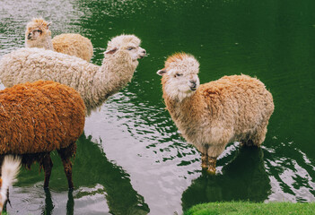 Portrait of two alpacas standing in lake