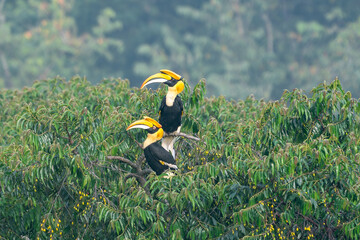 Wall Mural - The great hornbill (Buceros bicornis), also known as the concave-casqued hornbill, great Indian hornbill or great pied hornbill.