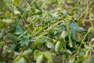 Wall Mural - Edamame Japanese beans in a garden on Sado Island in Niigata, Japan.