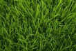 close-up photograph of dense grass