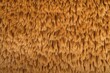 brown plush carpet texture similar to bear fur