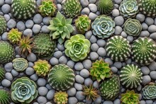 Pebbles Texture In A Succulent Garden