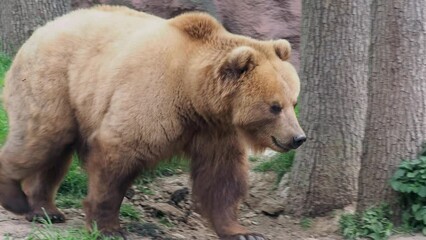 Wall Mural - kamchatka bear in grass (ursus arctos beringianus)