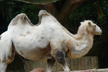 Poster - Camelus bactrianus, commonly known as the Bactrian camel, is a large, even-toed ungulate native to the steppes of Central Asia, particularly regions like Mongolia, China, Iran|雙峰駱駝