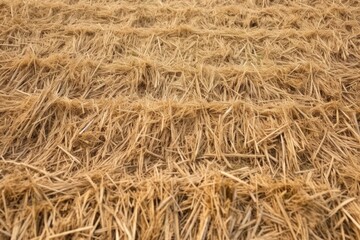 Poster - close-up texture of hay in a meadow