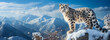 Snow leopard in the mountains.