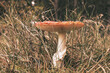 Beautiful - Red Fly Agaric Mushroom in Forests - Amanita Muscaria - Toadstool - Close-Up - Herbst Stimmung - Waldpilz - Glückspilz - Fliegenpilz -  Background - Mushroom in the Woods
