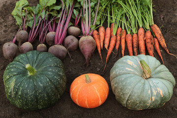 Organic autumn vegetables harvest in garden. Fresh carrot, beetroot and pumpkins on soil ground close up