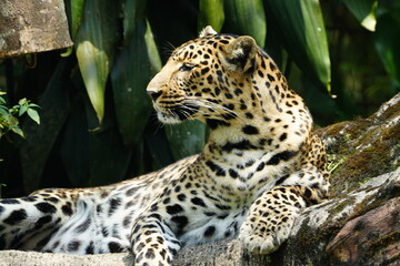 Poster - Leopards are large, solitary cats belonging to the genus Panthera and are renowned for their strength, agility, and adaptability. They are one of the 