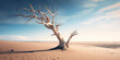 Amazing landscape of a dry tree in the desert