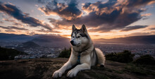 Dog In The Mountains. Generative Ai Content