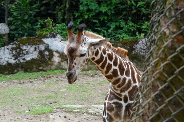 Wall Mural - The giraffe (Giraffa camelopardalis) is a unique and majestic African mammal known for its exceptional height, long neck, distinctive coat pattern, and elegant appearance. |長頸鹿