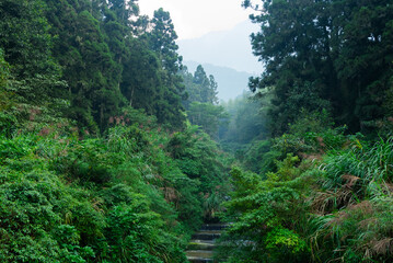 Sticker - Topical lush tree forest with foggy mist