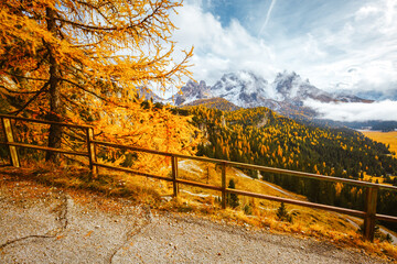 Poster - The mountain slopes are covered with yellow larch. National Park Tre Cime di Lavaredo, Dolomites.