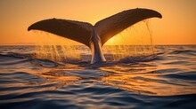 Southern Right Whale (Eubalaena Australis) Fluking At Sunset