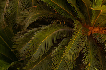 Poster - palm trees and shining sun over bright sky