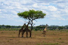 Giraffes Under A Tree In The Serengeti
