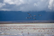 flamingos in flight, ngorongoro park