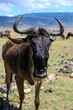 Gnu in the Ngorongoro park 