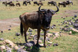 wildebeest in the serengeti park