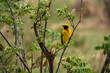 Weaver bird in Ngorongoro parc 