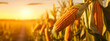 selective focus of ripe corn cob hanging from a corn stalk (Zea mays) in a vast cornfield with blurred background
