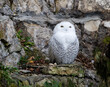 Polar owl.
 This is a large bird. Its average wingspan is one and a half meters. The white plumage is very thick and quite warm. There are dark spots on the plumage. Their location is unique for each 