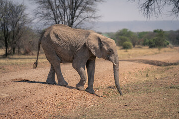 Wall Mural - African elephant walks across track in sunshine