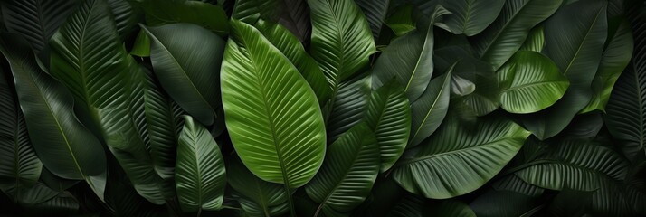 Black leaf textures for tropical backgrounddark nature concept, flat lay with exotic foliage.